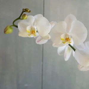 Phalaenopsis Orchid