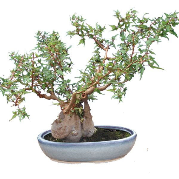 Begonia ‘Partita’ (Begonia dregei ‘Partita’)