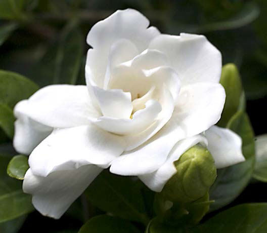 Gardenia