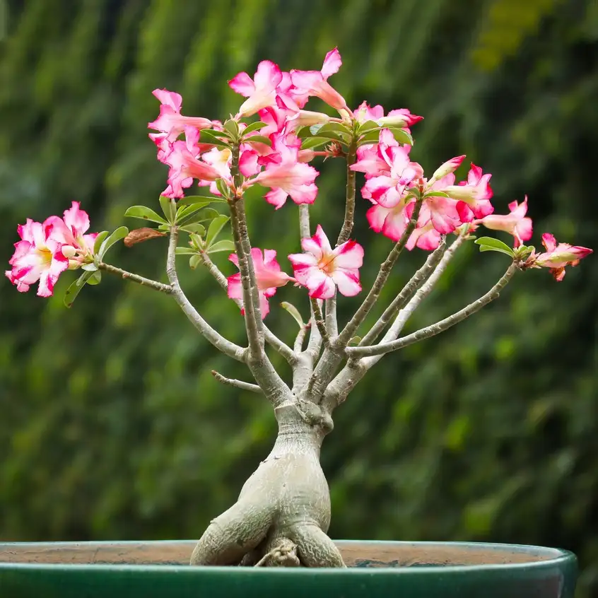 Desert rose (Adenium)