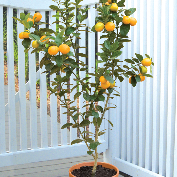 Changshou Kumquat Tree (Fortunella obovata ‘Fukushu’)
