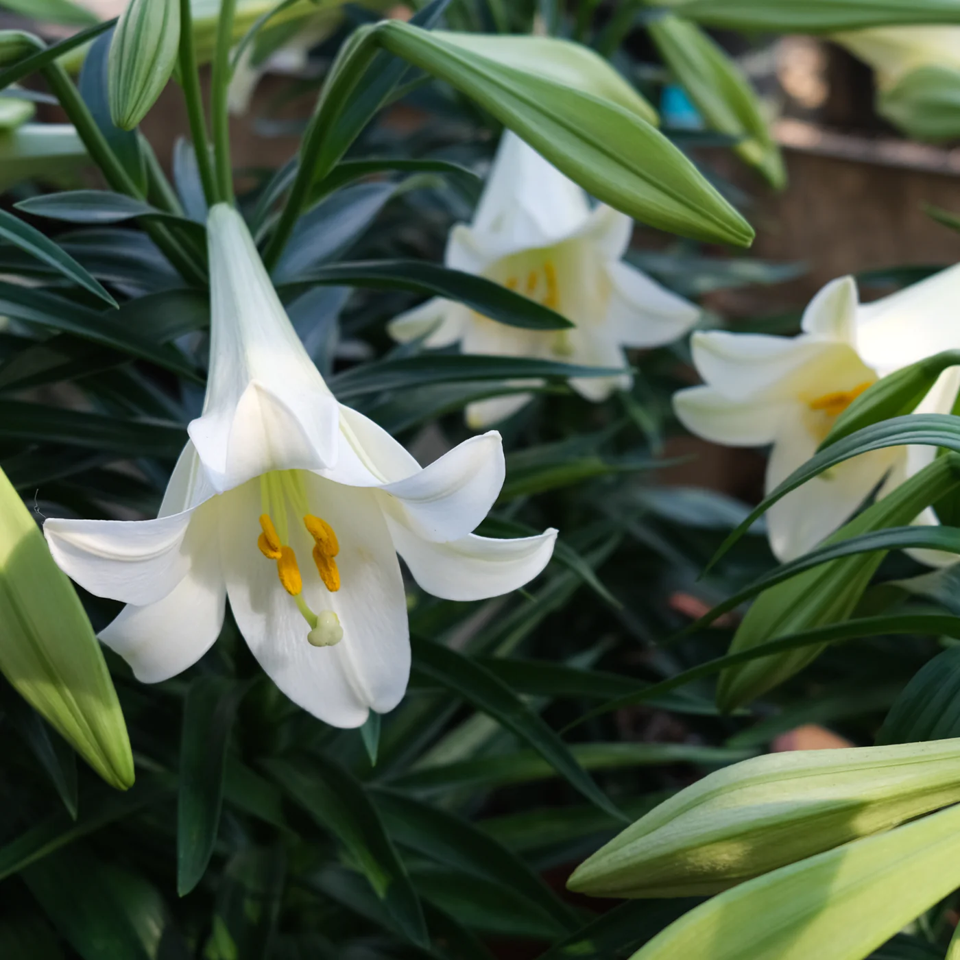 Easter Lily