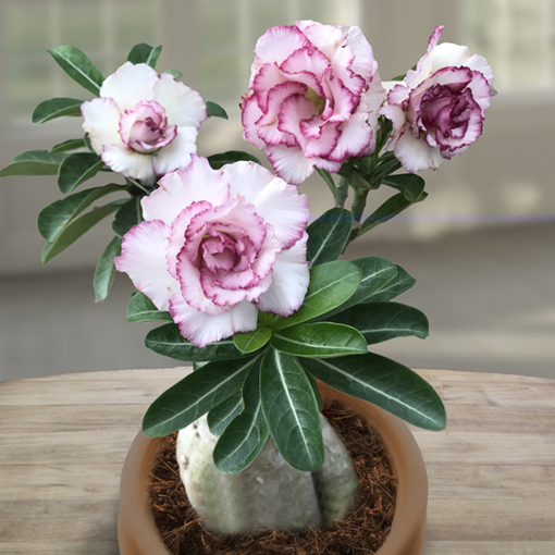 Desert Rose/ Adenium