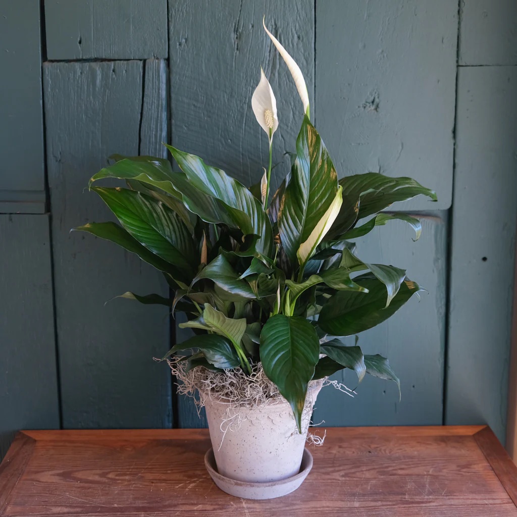 Peace Lily (Spathiphyllum)